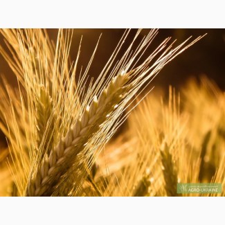 Семена посевной материал пшеница,ячмень