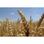 Семена посевной материал пшеница,ячмень