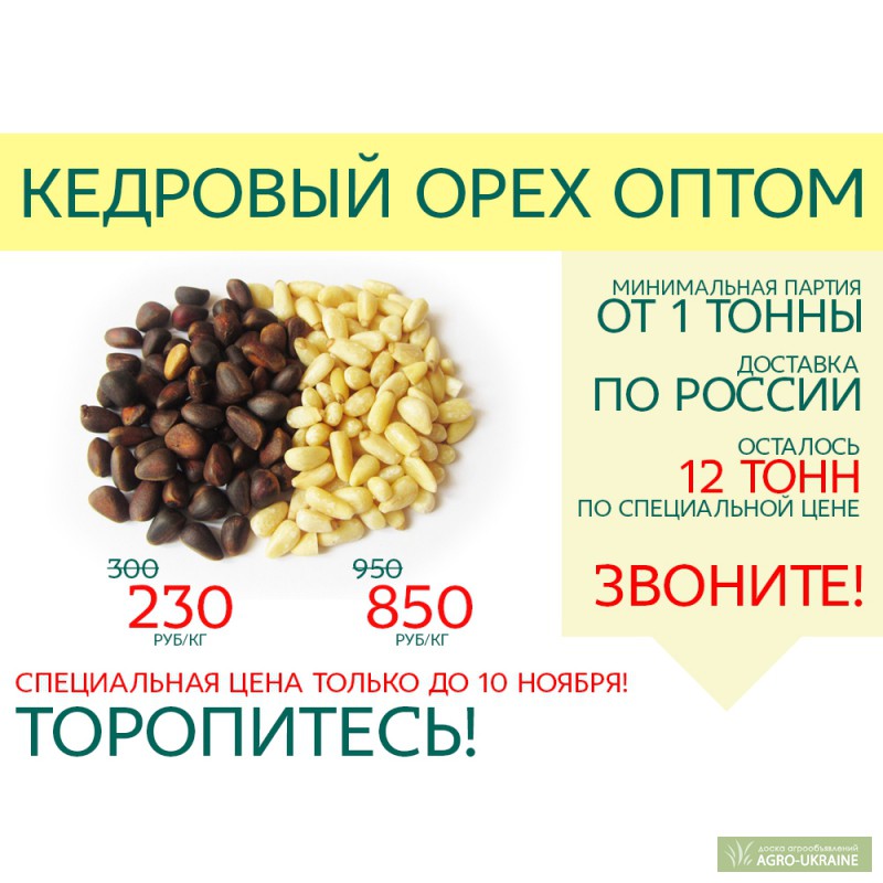 Сколько можно есть кедровых орехов. Килограмм кедровых орехов. Ядро кедрового ореха. Кедровые орехи килограмм. Кедровый орех 1 кг.