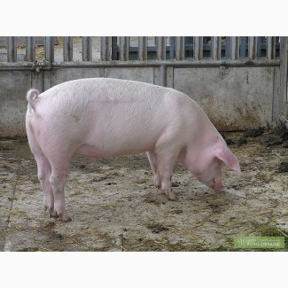 Продам дві свині годованих в домашніх умовах