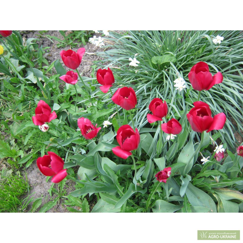 Фото 3. Луковицы тюльпанов, лилий. подснежников. Нарцыссы бородатые