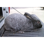 Продам кролики племенные черно-огненные калифорнийские серебро