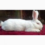 Кролики порід: Панон, Каліфорнійські, Полтавське срібло