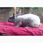 Кролики порід: Панон, Каліфорнійські, Полтавське срібло