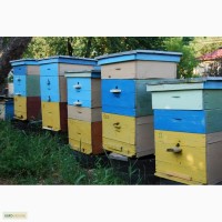 Продам бджолині сімї, бджолопакети, вулики