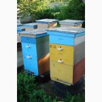 Продам бджолині сімї, бджолопакети, вулики