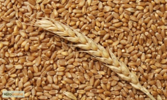 Куплю пшеницу фуражную в портах