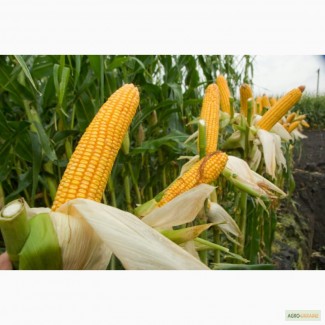 Семена кукурузы Монсанто 2200грн