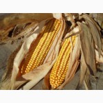 Семена кукурузы Монсанто 2200грн