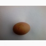 Инкубационное яйцо несушки