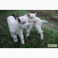 Продам полузааненскую молочную козу и семеро козлят