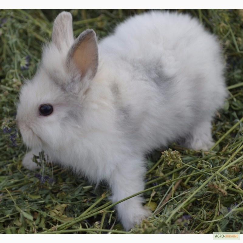 Фото 3. Продаю декоративні кролики