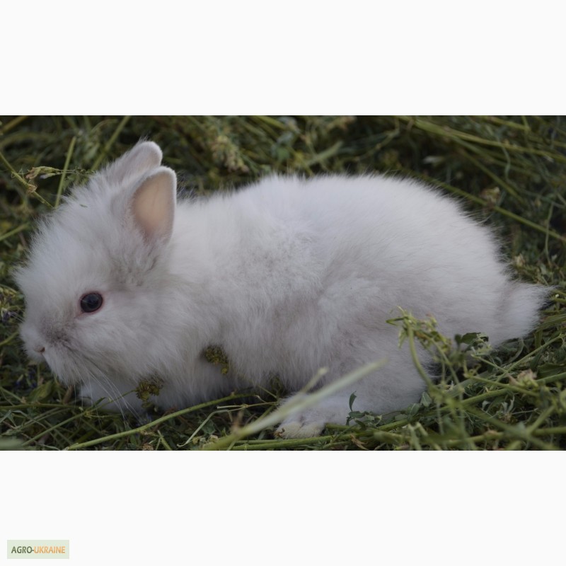 Фото 4. Продаю декоративні кролики