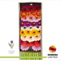 Gerbera, Гербера, ОПТ, Киев, Украина, к 8 Марта, до 8 Березня