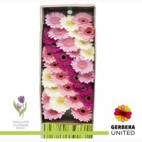 Gerbera, Гербера, ОПТ, Киев, Украина, к 8 Марта, до 8 Березня