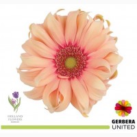 Gerbera, Гербера, ОПТ, Киев, Украина, к 8 Марта, до 8 Березня