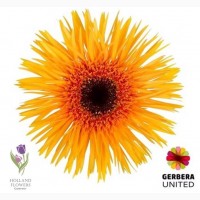 Gerbera, Гербера, ОПТ, Киев, Украина, к 8 Марта, до 8 Березня