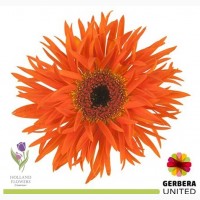 Gerbera, Гербера, ОПТ, Киев, Украина, к 8 Марта, до 8 Березня