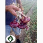 Ялтинский семена лука репчатого 1 кг