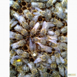 Пчелы. Пчелиные матки Карпатской породы