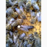 Пчелы. Пчелиные матки Карпатской породы