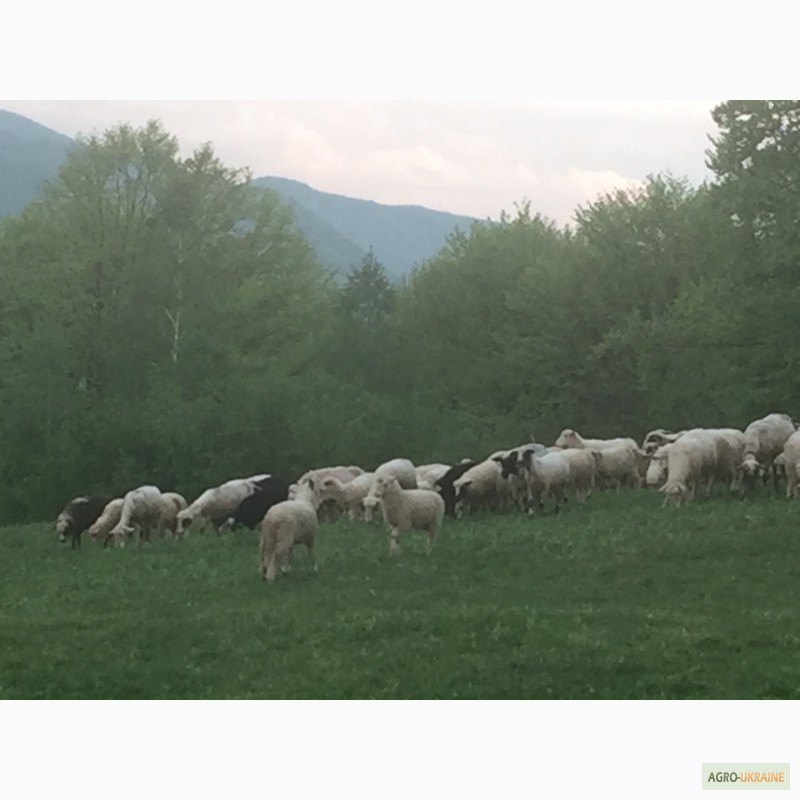 Фото 12. Продам Баранов овец ягнят бараны