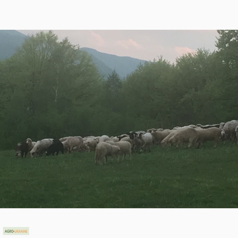 Фото 13. Продам Баранов овец ягнят бараны