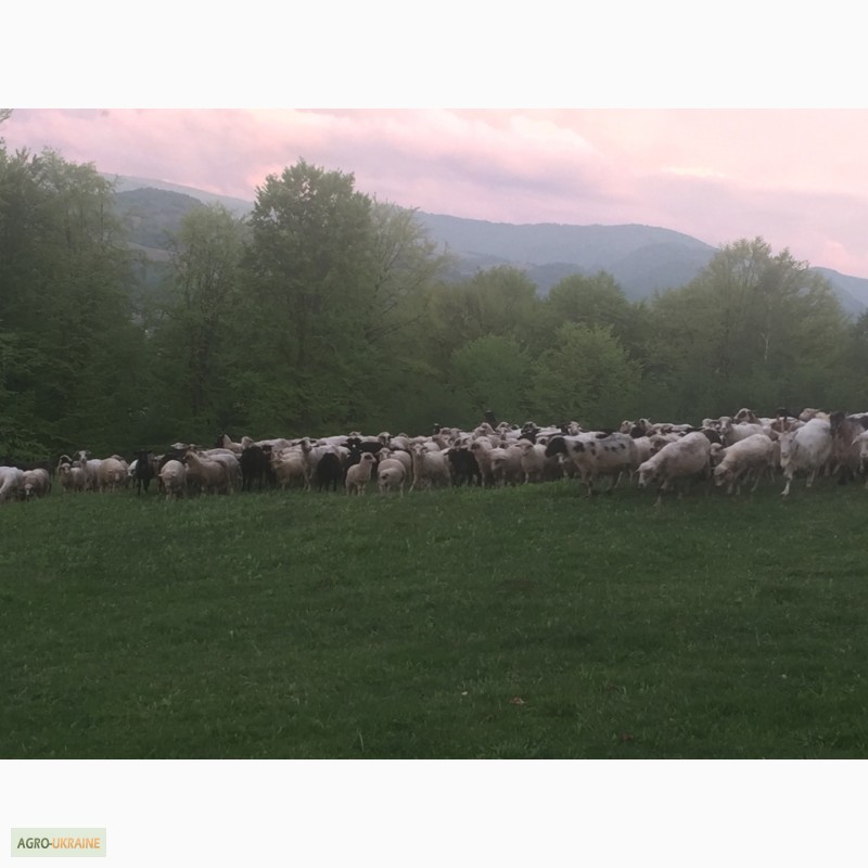 Фото 14. Продам Баранов овец ягнят бараны