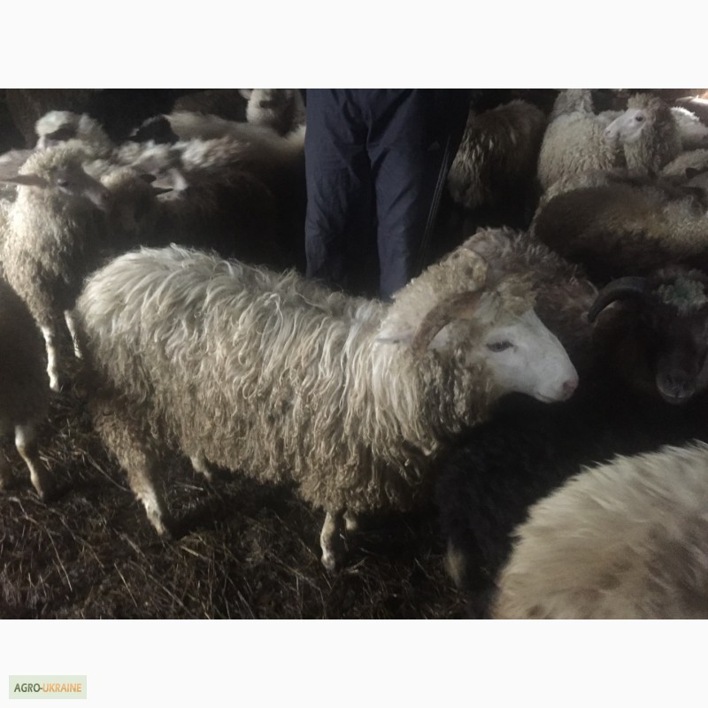 Фото 15. Продам Баранов овец ягнят бараны