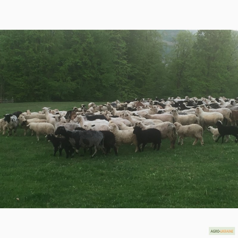 Фото 16. Продам Баранов овец ягнят бараны