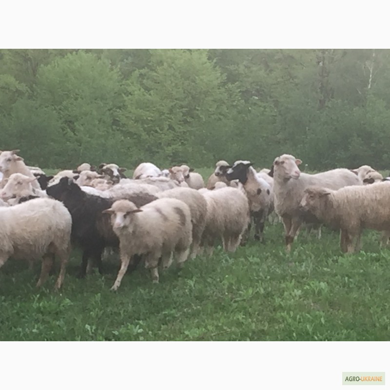 Фото 2. Продам Баранов овец ягнят бараны