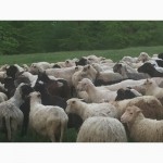 Продам Баранов овец ягнят бараны