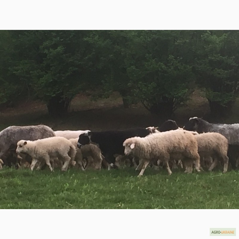 Фото 17. Продам Баранов овец ягнят бараны