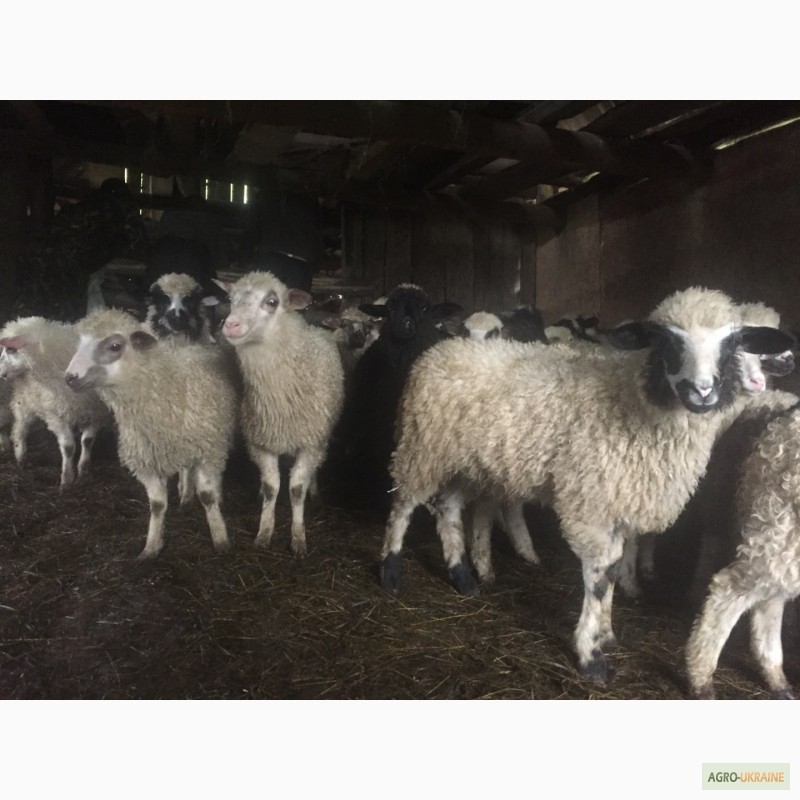 Фото 7. Продам Баранов овец ягнят бараны