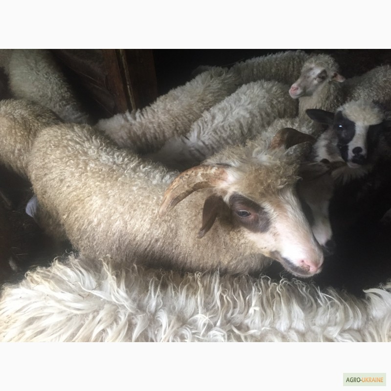 Фото 5. Продам Баранов овец ягнят бараны