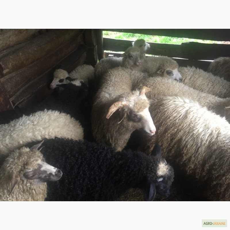 Фото 8. Продам Баранов овец ягнят бараны