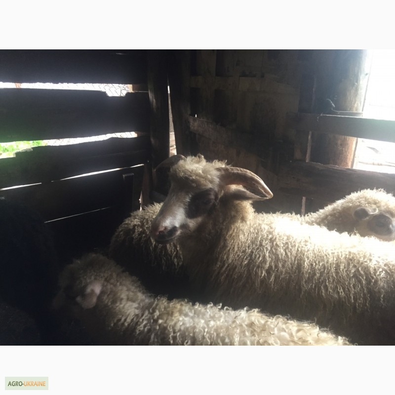 Фото 9. Продам Баранов овец ягнят бараны