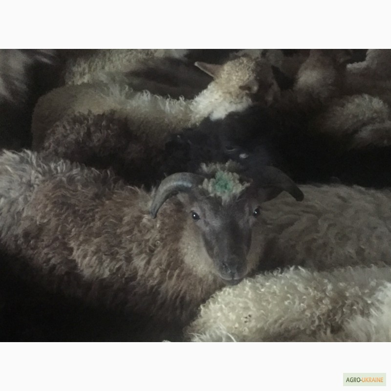 Фото 10. Продам Баранов овец ягнят бараны