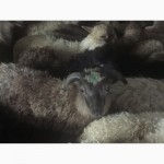 Продам Баранов овец ягнят бараны