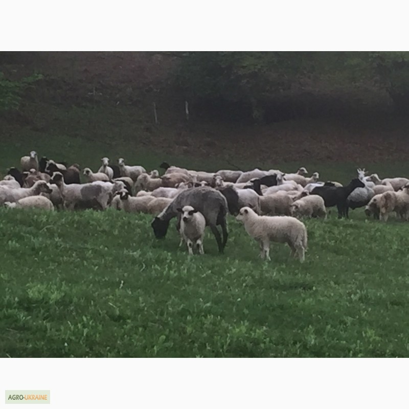 Фото 11. Продам Баранов овец ягнят бараны