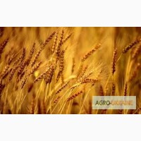 Закупка пшеницы, по всем Регионам
