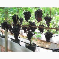 Саженцы винограда сорт Кодрянка