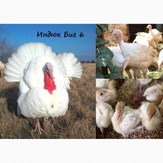 Геническ!!!Предлагаем лучшие породы бройлерных цыплят КОББ-500/РОСС-308 оптом и в розницу