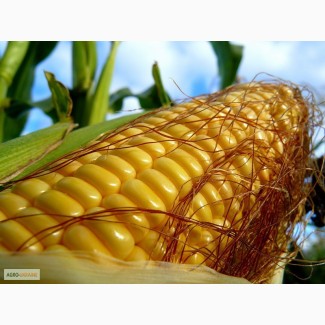 Семена кукурузы Новый ФАО 330 (Маис)