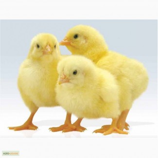 Продам цыплят бройлеров, КОББ, РОС, породы мясо яичко. Индюки, гуси, качки