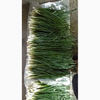 Продам зелень лука