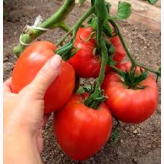 Продажа томатов крупным оптом