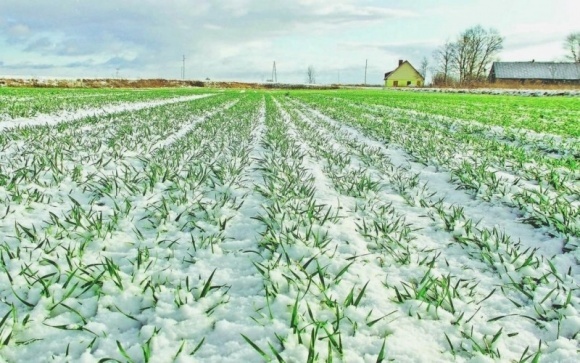 Фото 2. Семена озимой пшеницы – Озимый элитный канадский сорт CANMOR