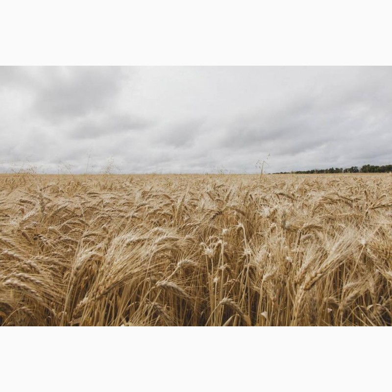 Фото 3. Семена озимой пшеницы – Озимый элитный канадский сорт CANMOR