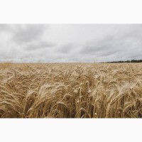 Семена озимой пшеницы – Озимый элитный канадский сорт CANMOR
